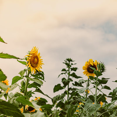 Champ de tournesols du Texas