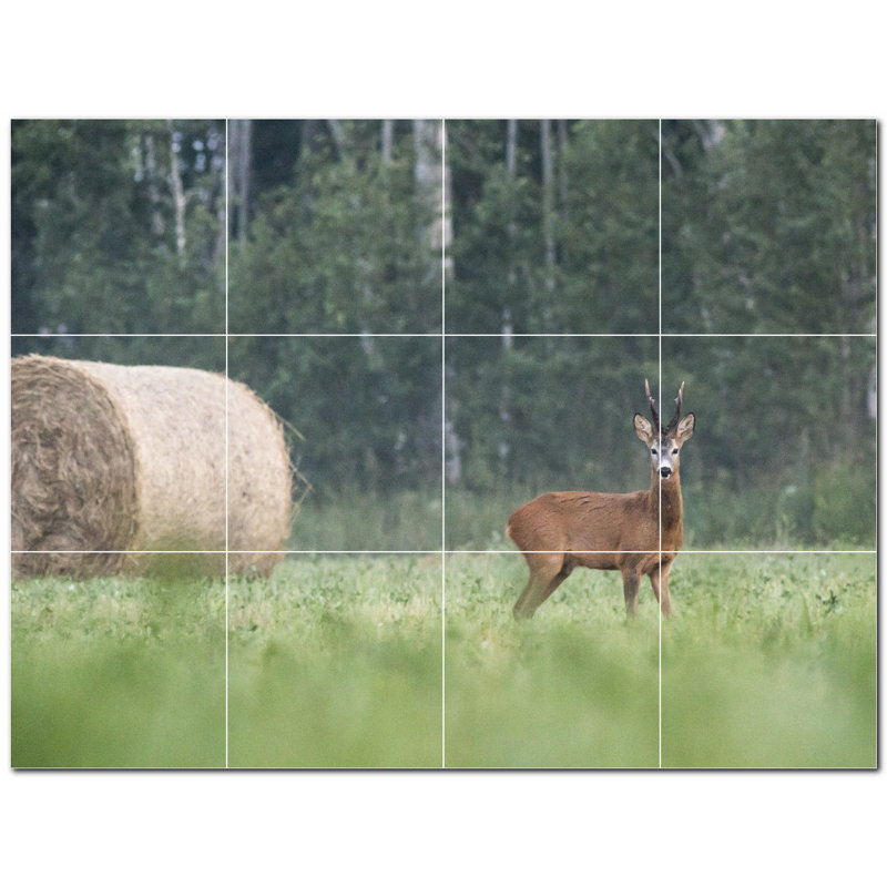 Cerf photo 12 x 12