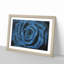 Pretty Blue Rose - Framed Print-56758324-56758325