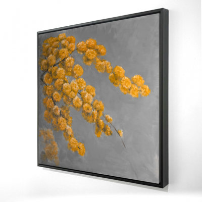 " Golden Wattle Plant "