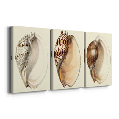Splendid Shells I  -Custom Wrapped Gallery Canvas - 3 Pieces