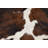 Cowhide Indoor Rug