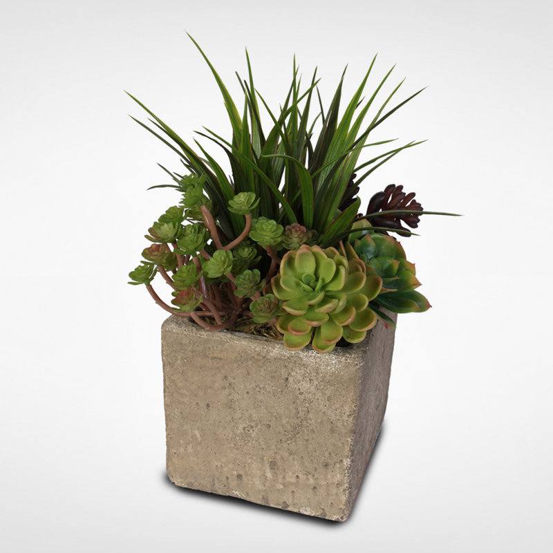 Succulent Plant in Pot