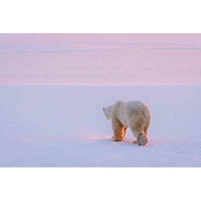 Ours polaire par N8Turegrl - photographie sur toile tendue