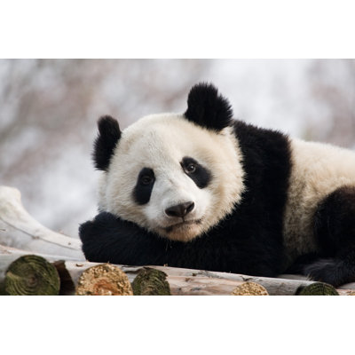 Panda Bear Lying - Wrapped Canvas Print