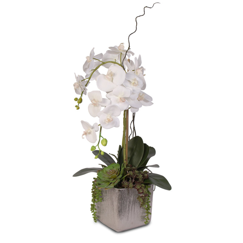 Arrangement floral orchidées en pot