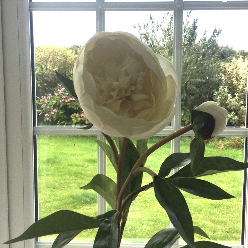 Frilled Peony, White