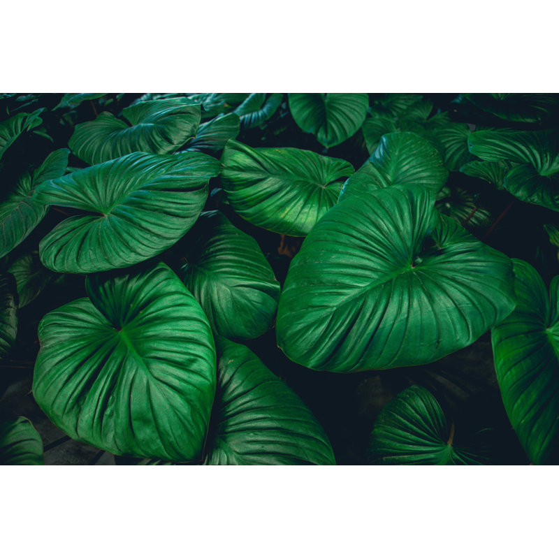 Maccharles Tropical Leaf Background - Wrapped Canvas Print, 30cm H x 46cm W x 3.8cm D