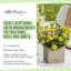 Cube Pot Planter-72790864