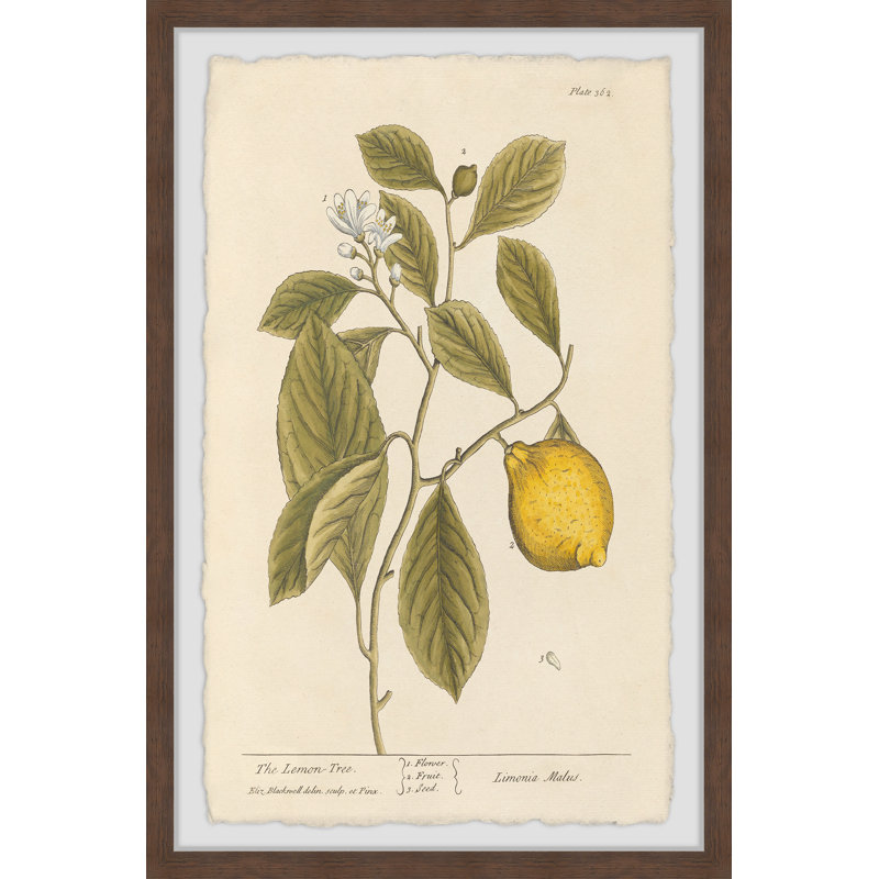 «The Lemon Tree», reproduction encadrée, H 12 po x l 8 po