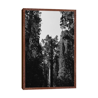 Sequoia National Park XII by Bethany Young - Print on Canvas