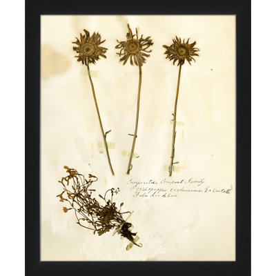 Pressed Botanical 24 Print
