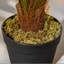 60cm Faux Palm Plant in Freestanding