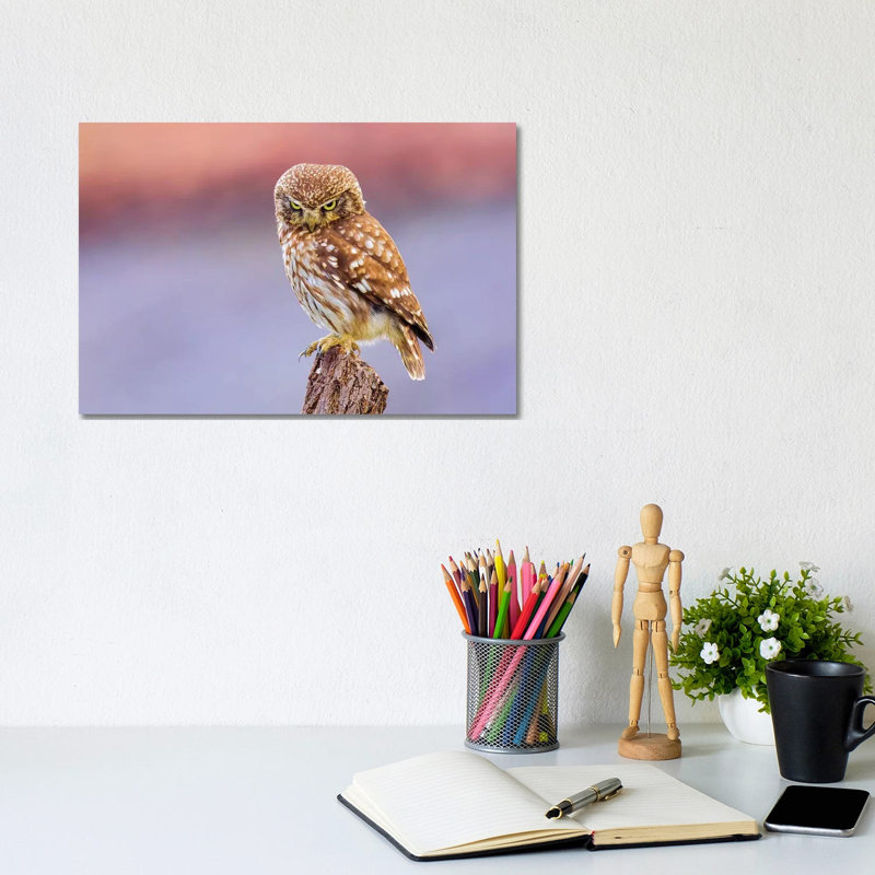 Angry Little Owl by Marco Redaelli - Wrapped Canvas Print, 20.32cm H x 30.48cm W x 1.905cm D