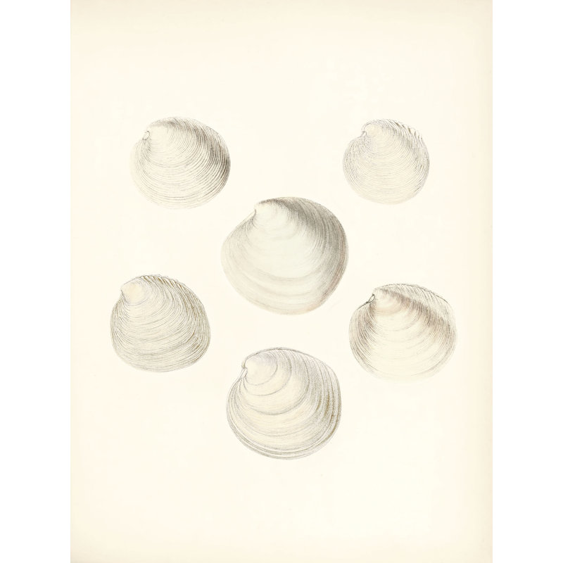 Sea Trinkets 1 Print by Studio L57 Nouvelle, 12.75" H x 10.75" W