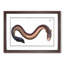 Electric-Eel by M.E. Bloch - Picture Frame Painting Print-55539532-55539533