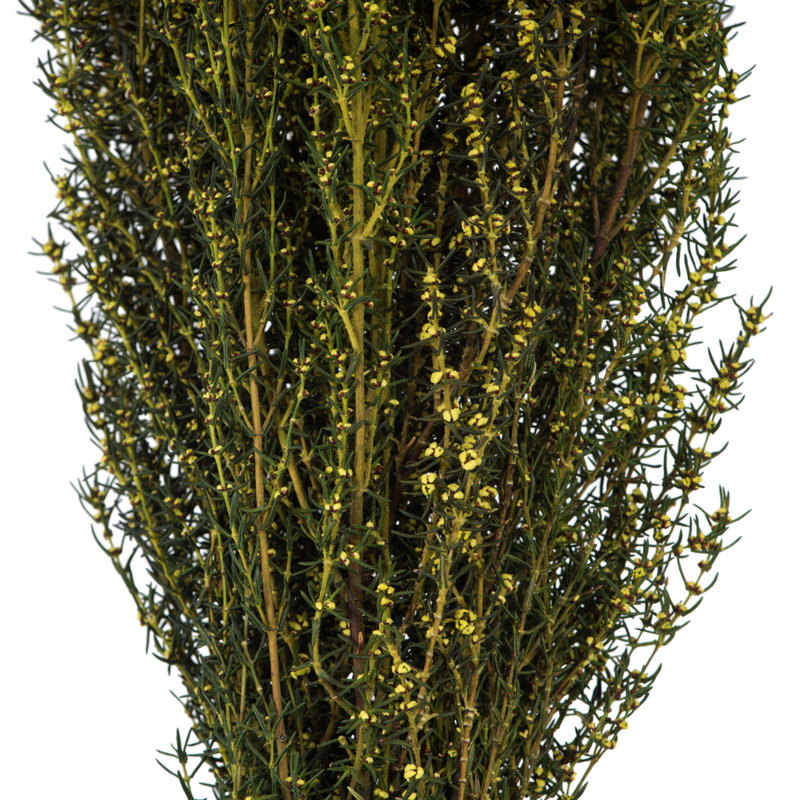 Preserved Grabia Arrangement, Yellow
