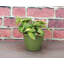 Live Brazil Philodendron Plant in Rustic Planter-57668082
