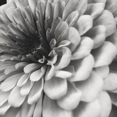 Zinnia 1 Piece Wrapped Canvas Wall Art