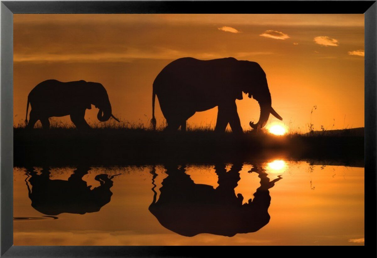african elephant silhouette