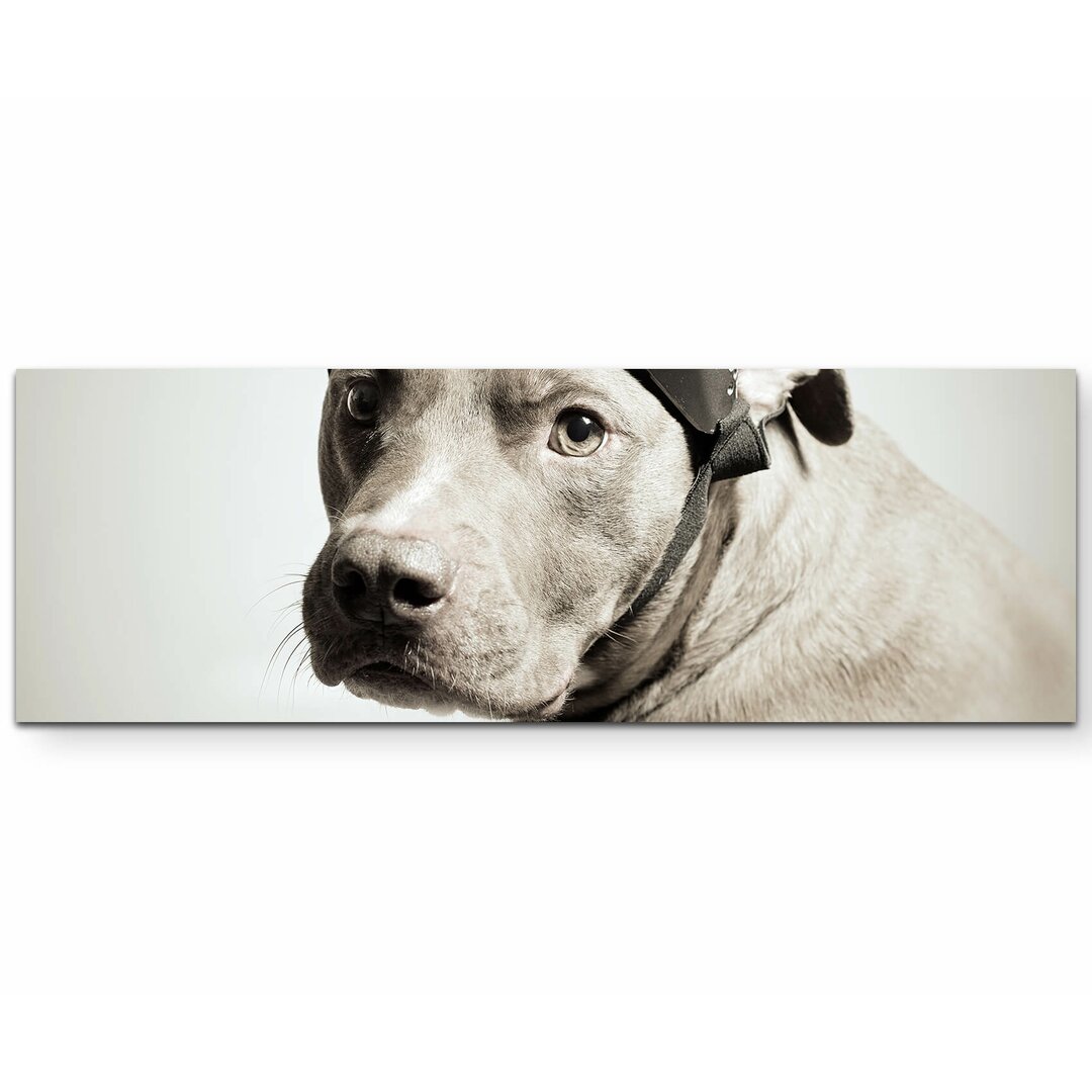 Leinwandbild Pitbull Portrait mit Pilotenbrille