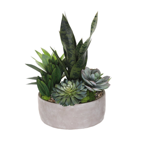 JennySilks Succulent in Pot | Perigold