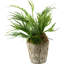 Faux Fern Plant in Cement Planter