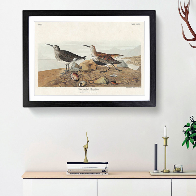 Red-Backed Sandpiper by John James Audubon - Picture Frame Painting Print, 36cm H x 48cm W x 2cm D, Black Framed
