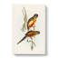 Crimson-Bellied Parakeets by Elizabeth Gould - Wrapped Canvas Painting-55371971