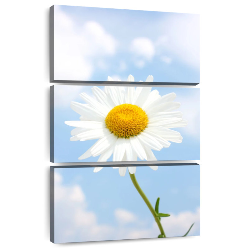 Marguerite blanche contre ciel nuageux, H 38 po x l 24 po