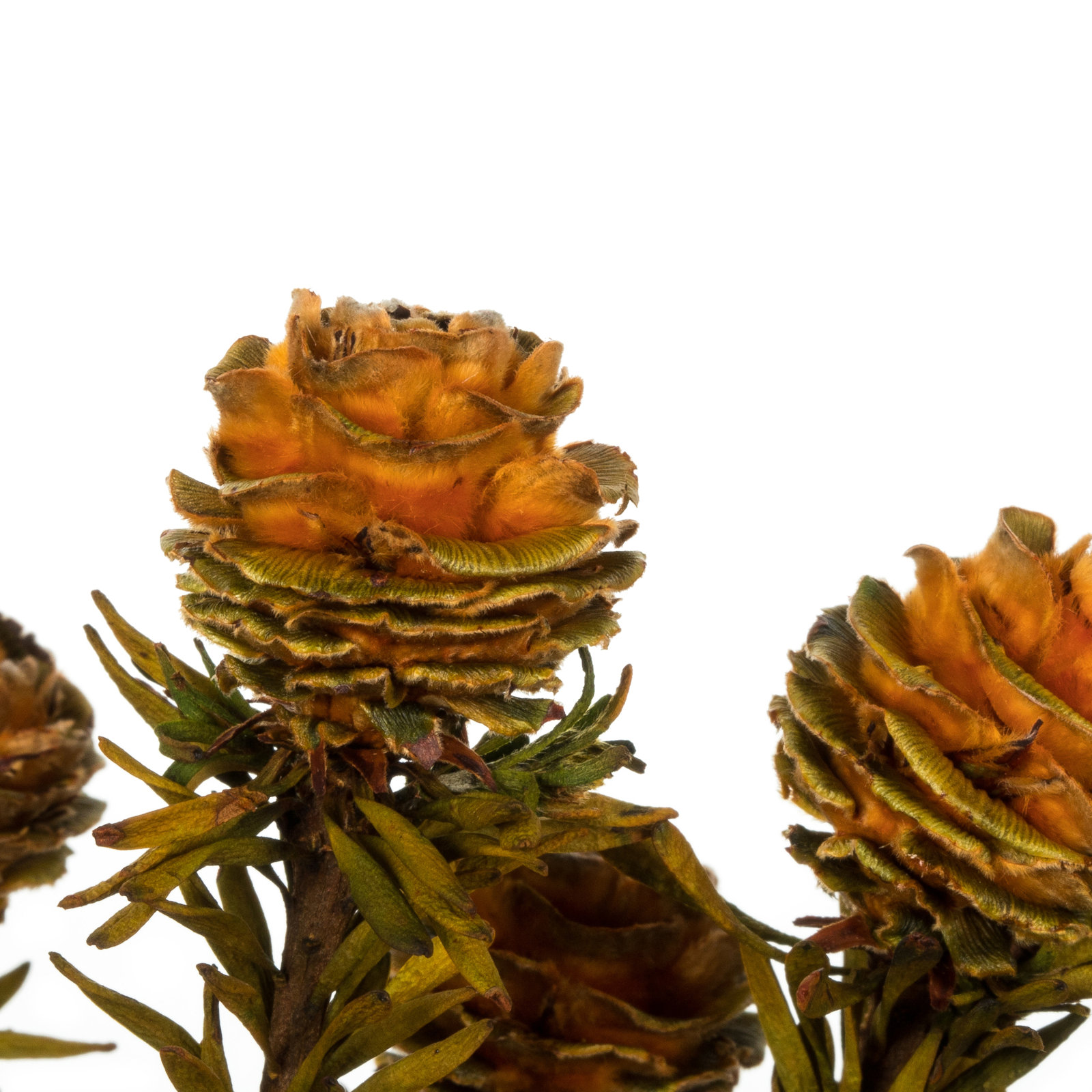 Preserved Tortum Stems, Autumn