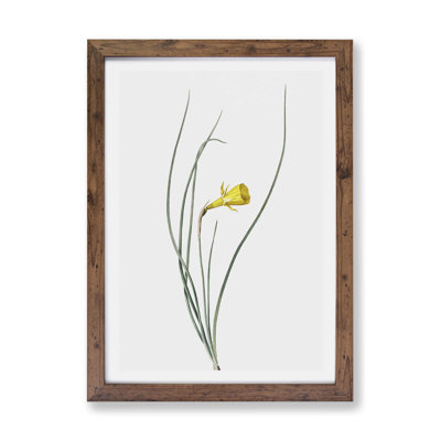 Daffodil by Pierre-Joseph Redoute - Framed Print