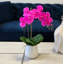 Phalaenopsis Orchid Floral Arrangement in Pot-1204512986