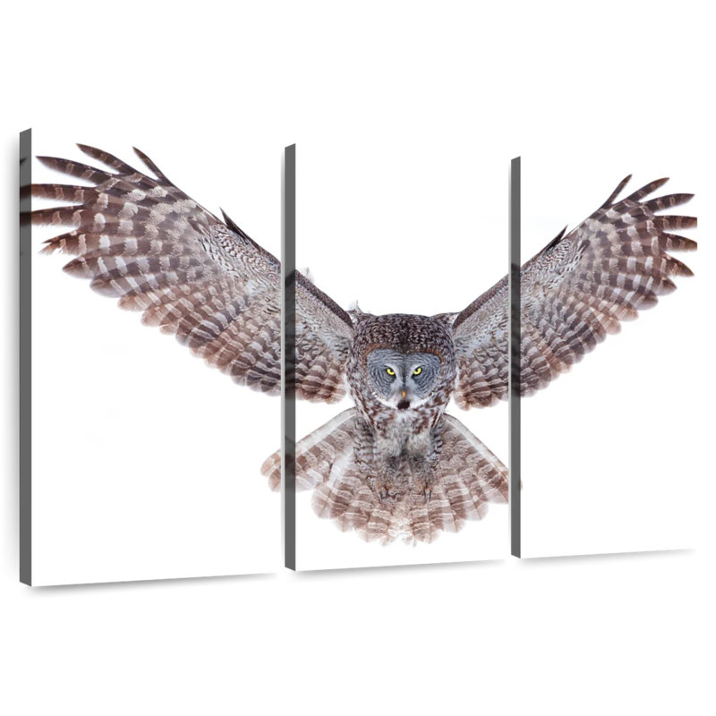 Brampt Owl Power, 42" H x 65" W
