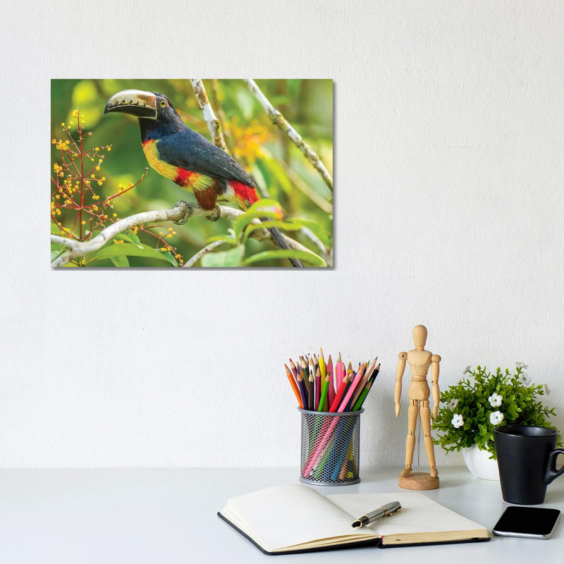 Costa Rica, La Selva Biological Station. Collared Aricari On Limb. by Jaynes Gallery - Wrapped Canvas Print