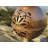 Outdoor Lanterns & Lamps
