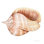 " Shells II " by Kathleen Parr McKenna