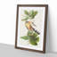 Mangrove Cuckoo by John Audubon - Framed Print-55575673-55575676