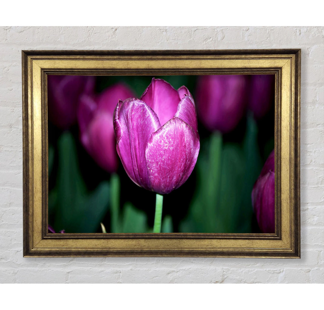 Gerahmtes Leinwandbild Purple Night Tulip