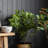 91cm Faux Foliage Tree in Pot