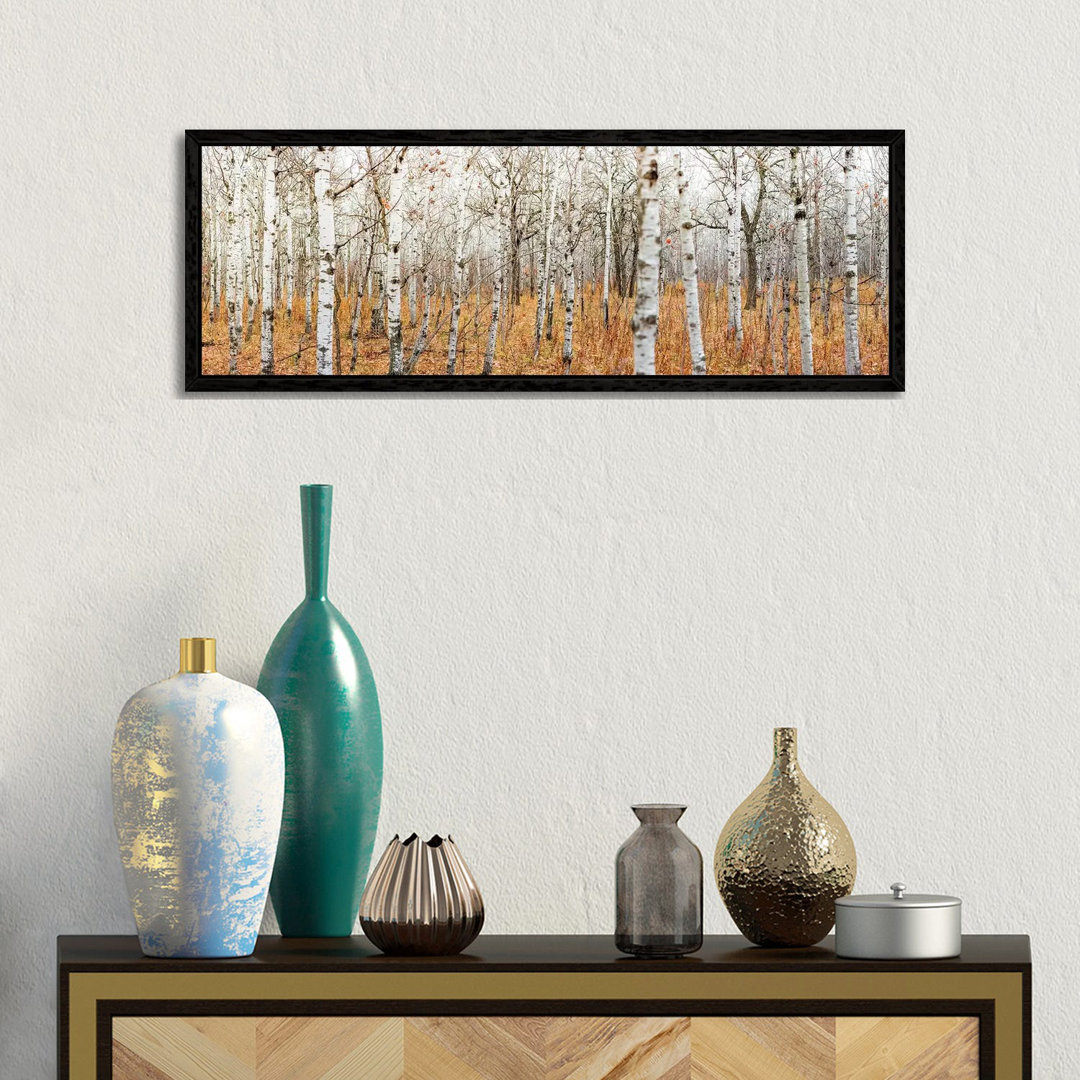 Birch Grove Panoramic by Nik Rave - Panoramic Print on Canvas