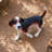 Lifelike Beagle Dog Statue