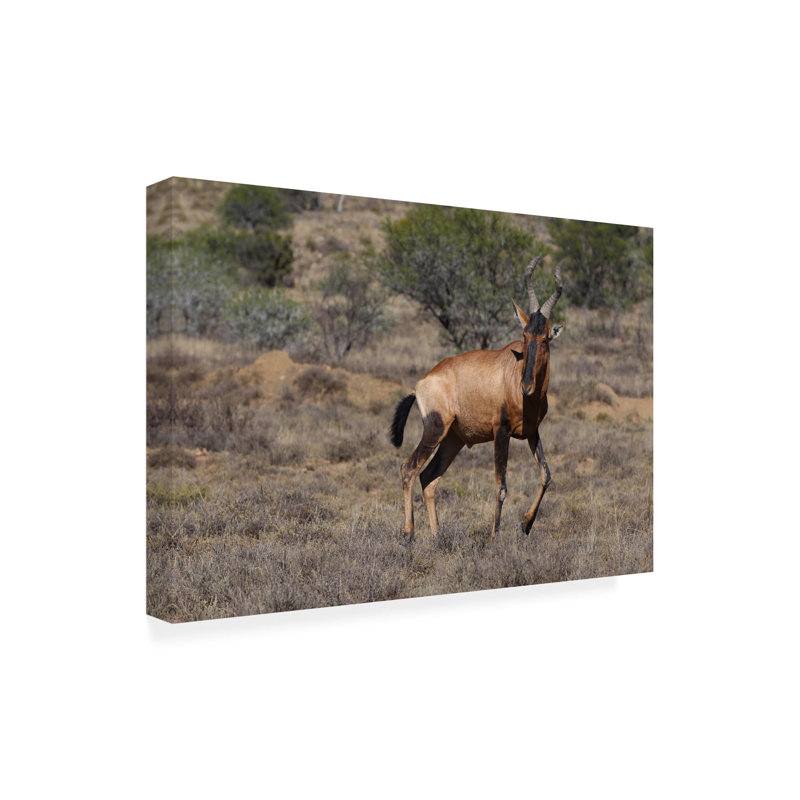 Art sur toile «Bob Bob Langrish», H 12 po x l 19 po