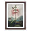 Flowering Plant and Birds by R.J. Thornton - Picture Frame Graphic Art Print-55576147-55576148