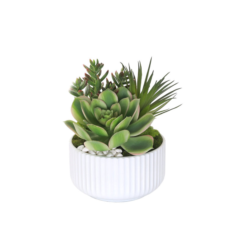 Fausse plante grasse, Blanc