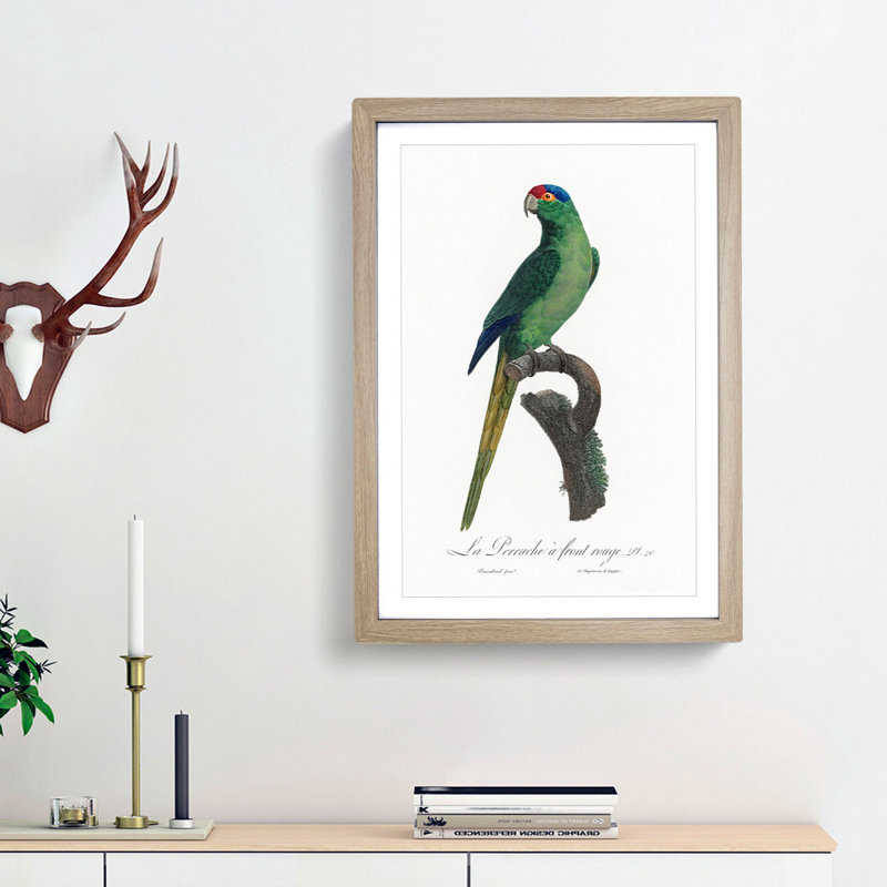 Red-Crowned Parakeet by F. Levaillant - Picture Frame Painting Print, Oak Framed, 36cm H x 27cm W x 2cm D