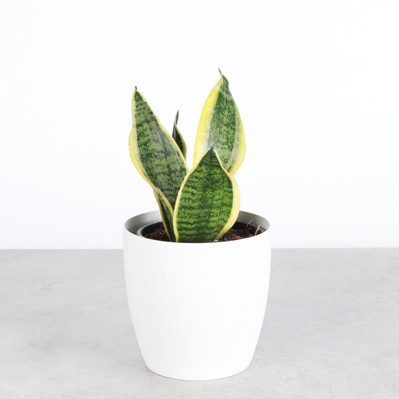 Live Laurentii Snake Plant in Classic Pot, White