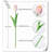 Tulip Arrangement-1036900611
