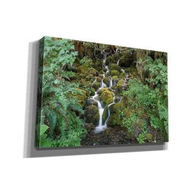 Millwood Pines 'Fern Waterfall' by Lynda White Canvas Wall Art
