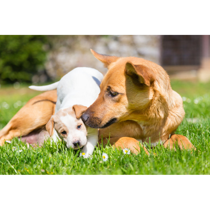 Mignon petit chien par Kasto80, H 20 po x l 30 po x P 1,25 po
